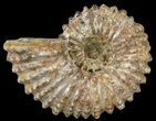 Bumpy Douvilleiceras Ammonite - Madagascar #53322-1